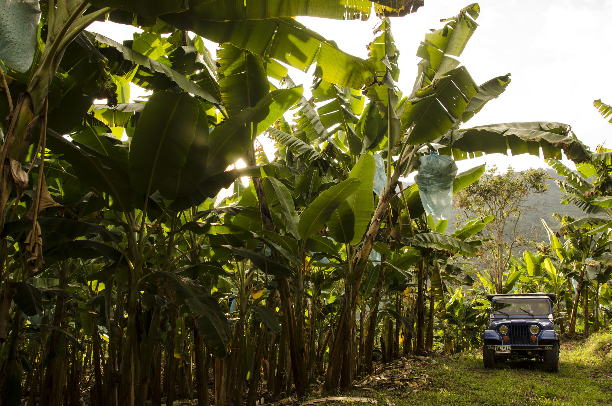 Hacienda Bambusa El Caimo Einrichtungen foto